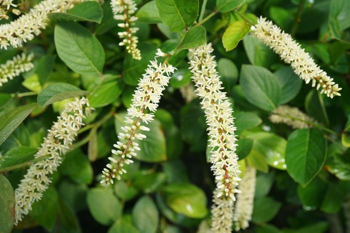 Itea virginica Scentlandia®