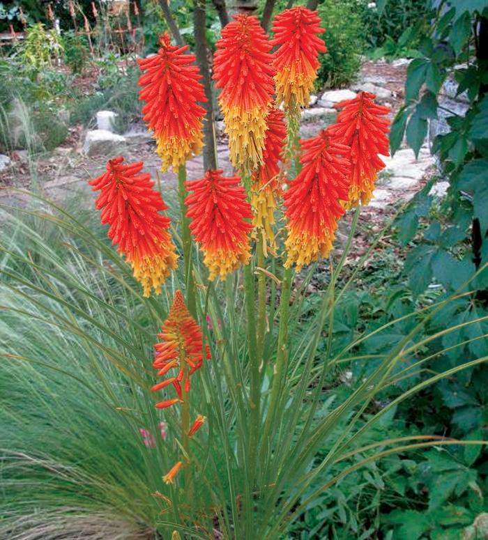 Kniphofia Popsicle™ Papaya