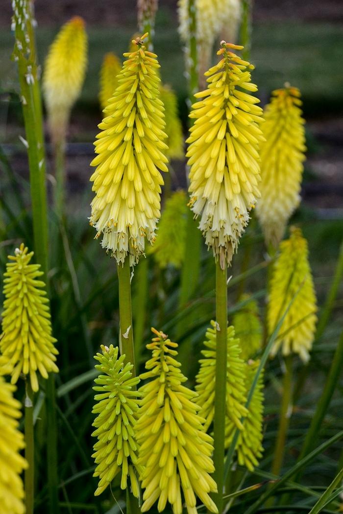 Kniphofia Pyromania™ Flashpoint