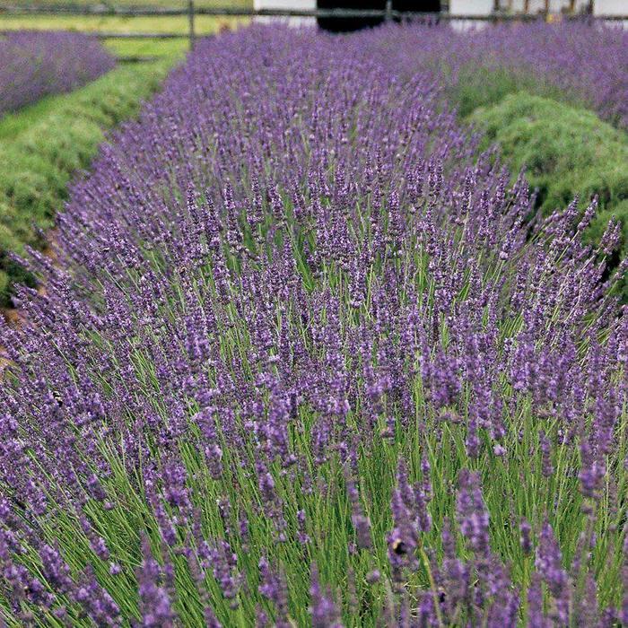 Lavandula x intermedia Phenomenall™ Phenomenal