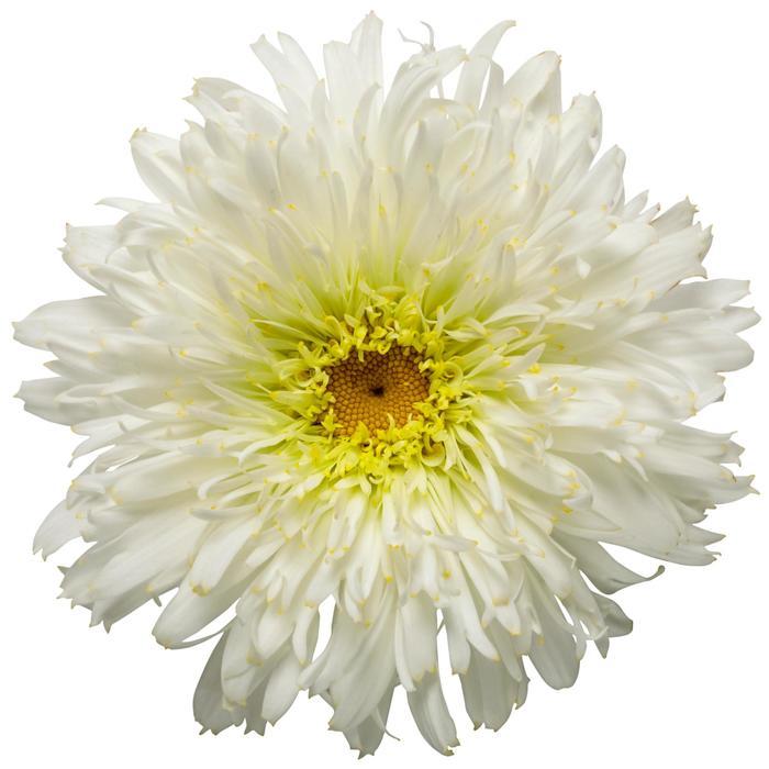 Leucanthemum x superbum Amazing Daisies® Marshmallow