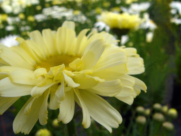 Leucanthemum x superbum Realflor® CC Real Dream