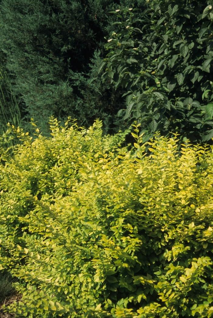 Ligustrum x vicaryi 