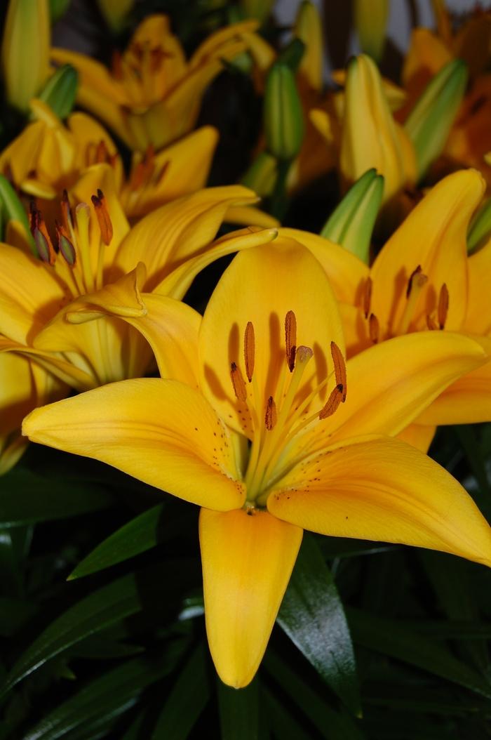 Lilium asiaticum Lily Looks Tiny Bee