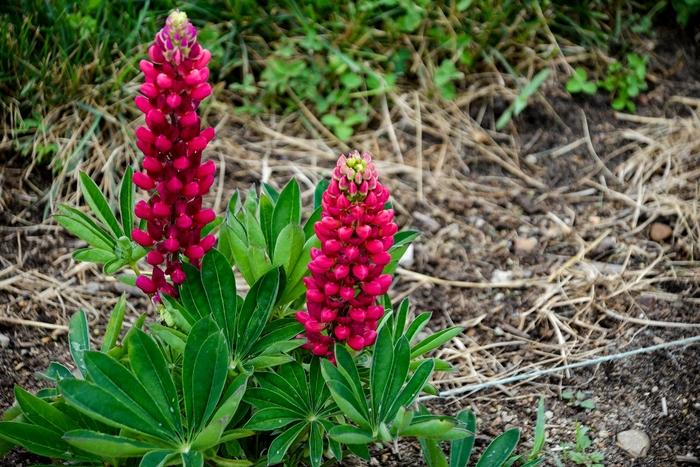 Lupinus polyphyllus Mini Gallery™ Red