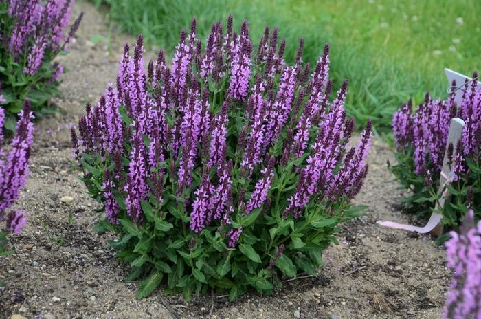 Salvia nemorosa Pink Profusion