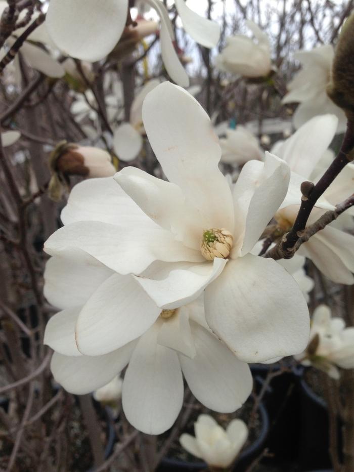 Magnolia x loebneri Dr. Merrill