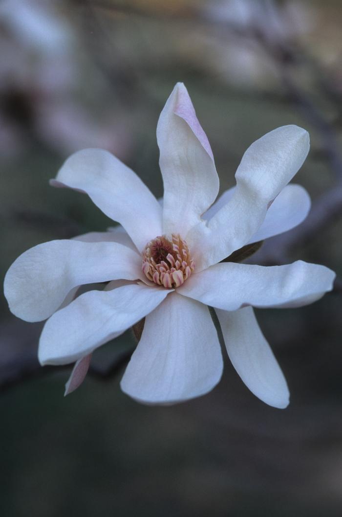 Magnolia x loebneri Leonard Messel