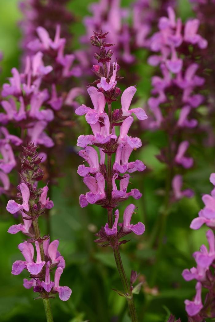 Salvia nemorosa Rose Marvel