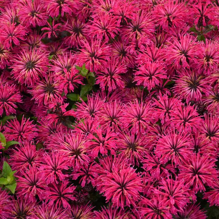 Monarda Leading Lady Razzberry