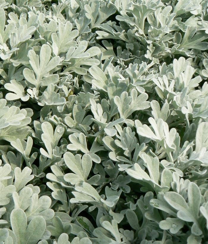 Artemisia stelleriana Silver Brocade