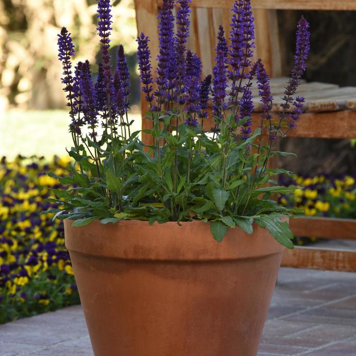 Salvia nemorosa Salvatore Blue