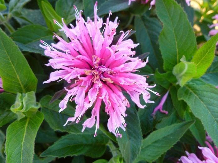 Monarda didyma Balmy™ Pink