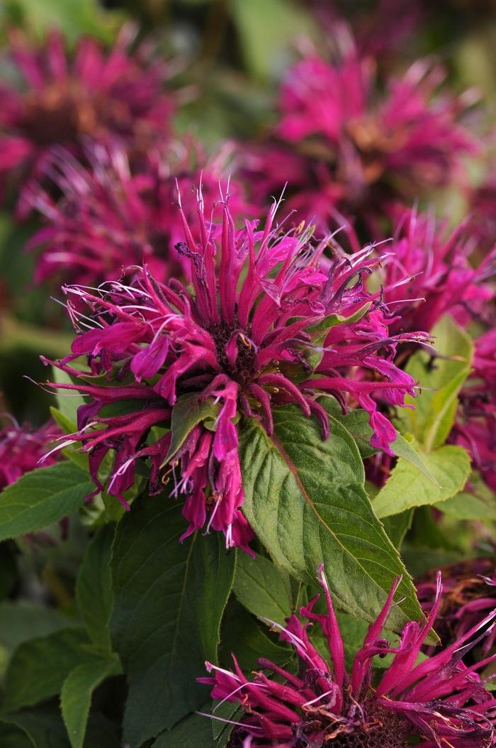 Monarda didyma Balmy™ Purple