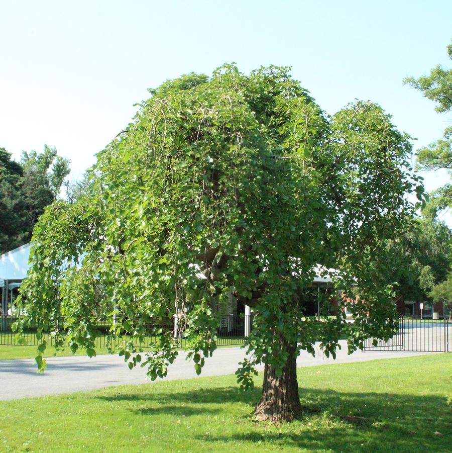 Morus alba Pendula-Fruiting