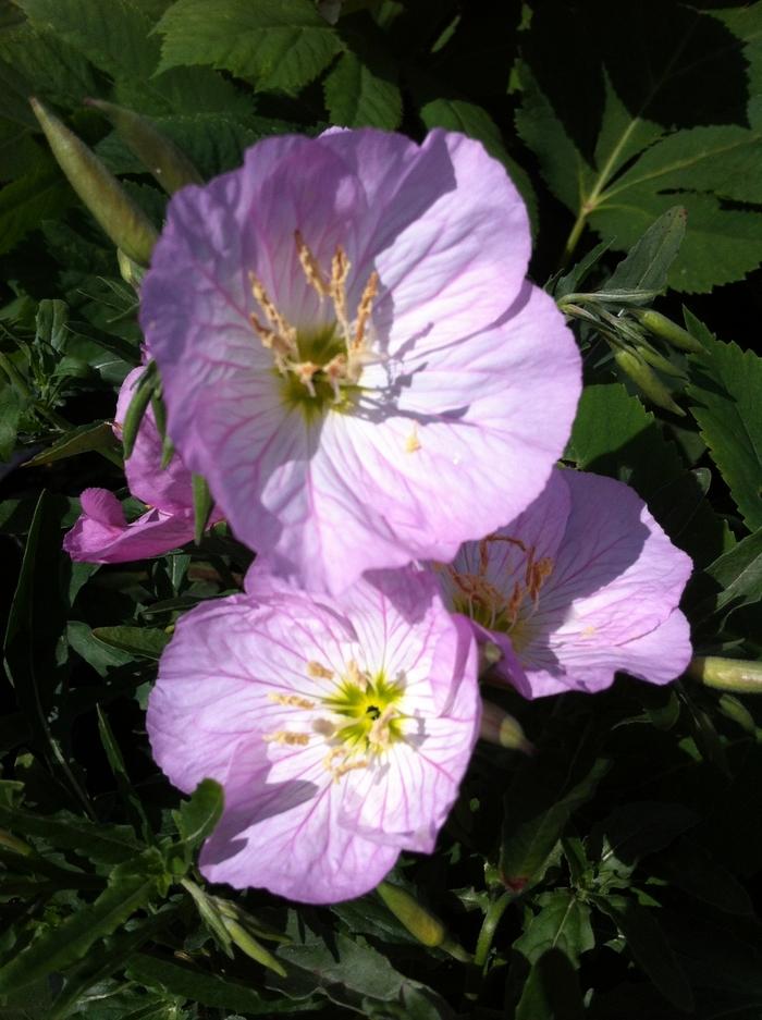 Oenothera berlandieri Siskiyou