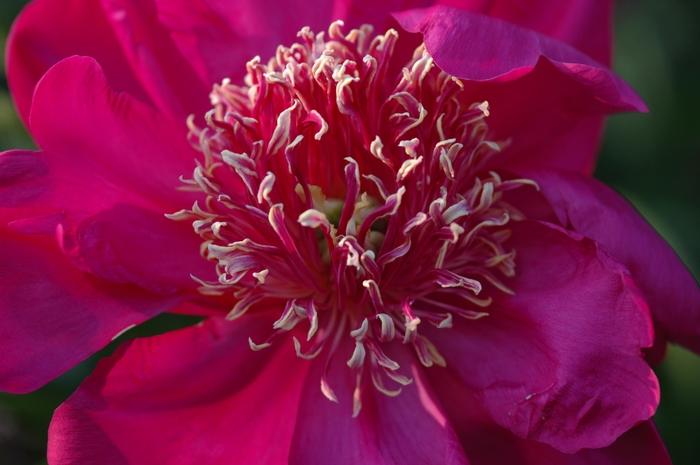 Paeonia lactiflora Barrington Belle