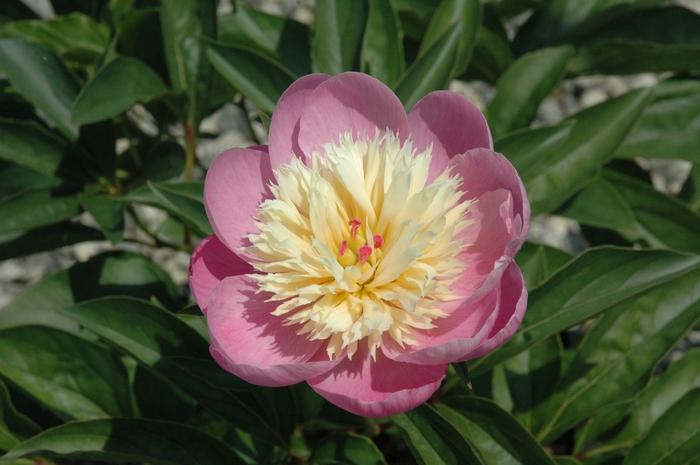 Paeonia lactiflora Bowl of Beauty