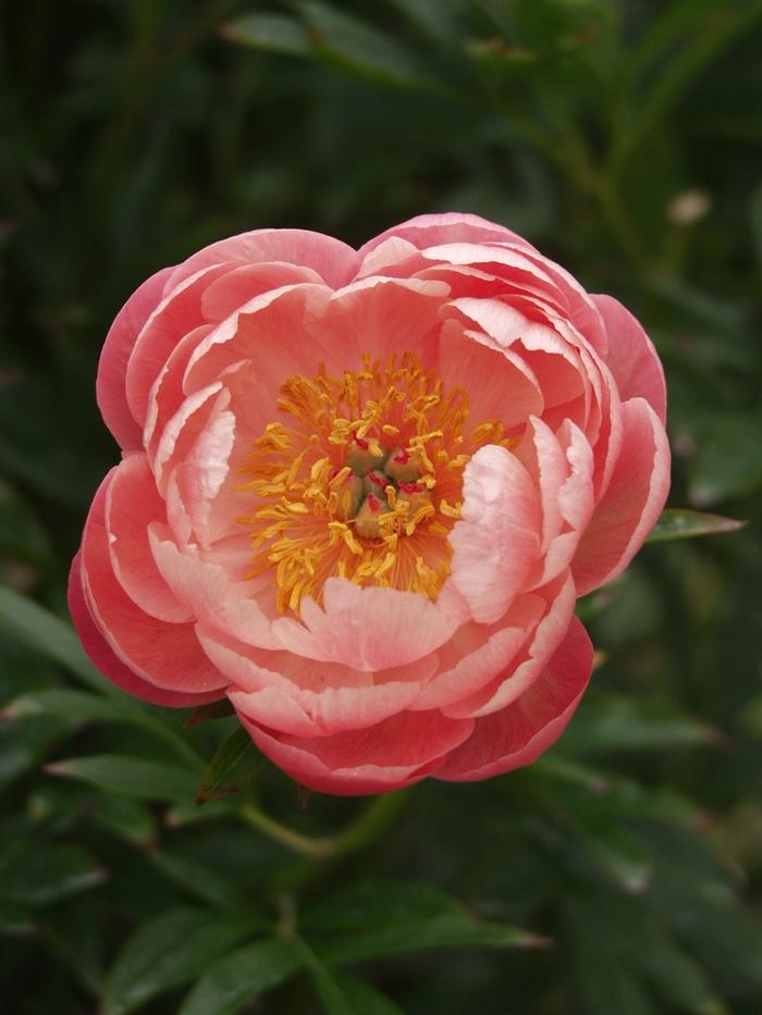 Paeonia lactiflora Coral Charm