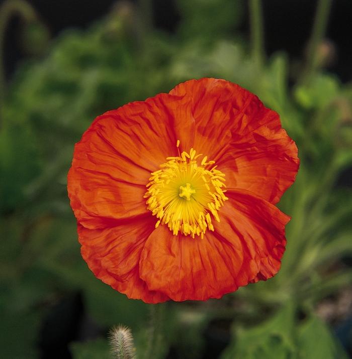 Papaver nudicaule Champagne Bubbles Orange