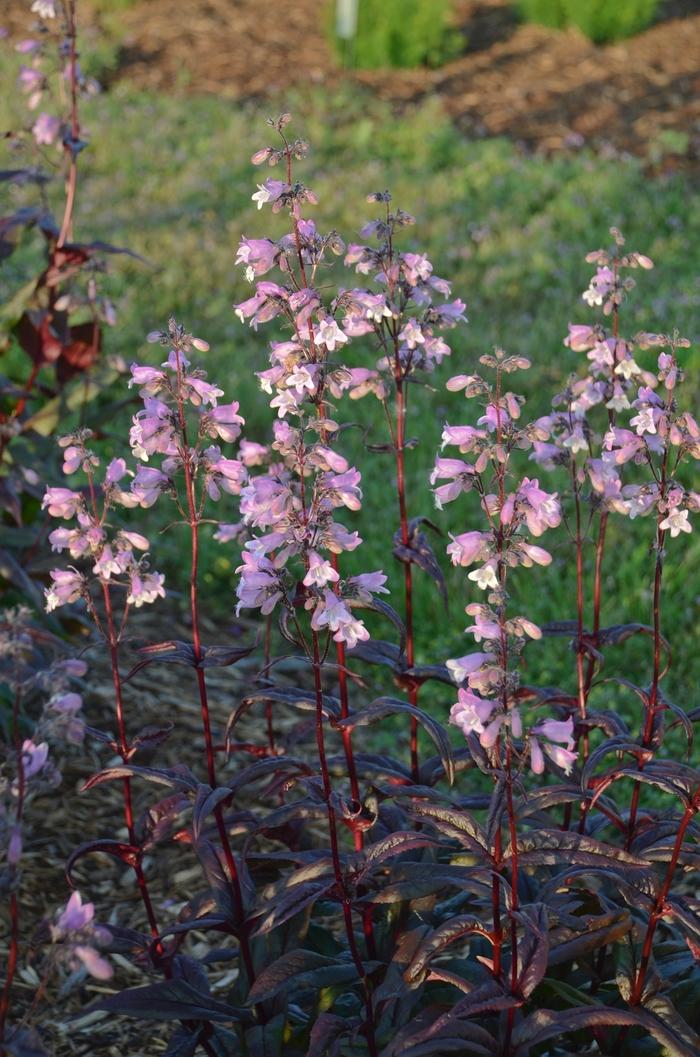 Penstemon digitalis Blackbeard