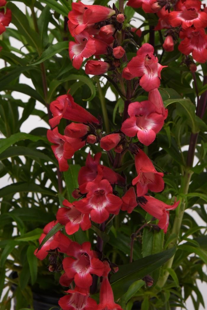 Penstemon Cherry Sparks