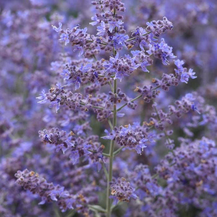 Perovskia atriplicifolia Compact Bluesette