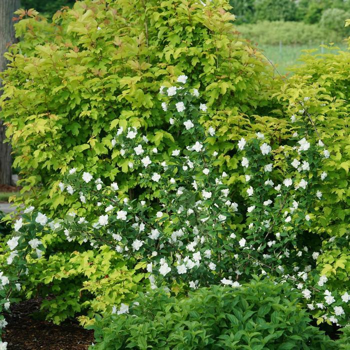 Philadelphus coronarius Illuminati Arch®