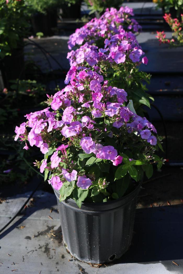 Phlox paniculata Ka-Pow® Lavender