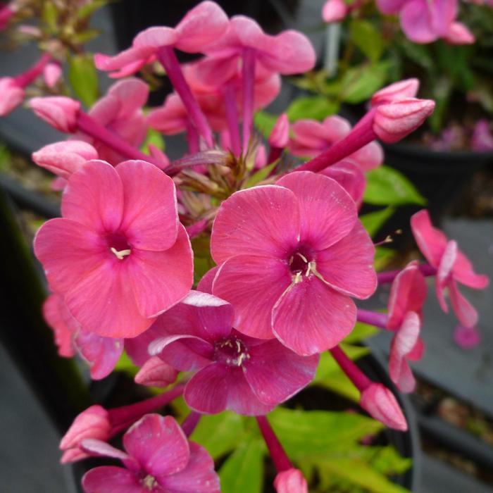 Phlox paniculata Ka-Pow® Pink