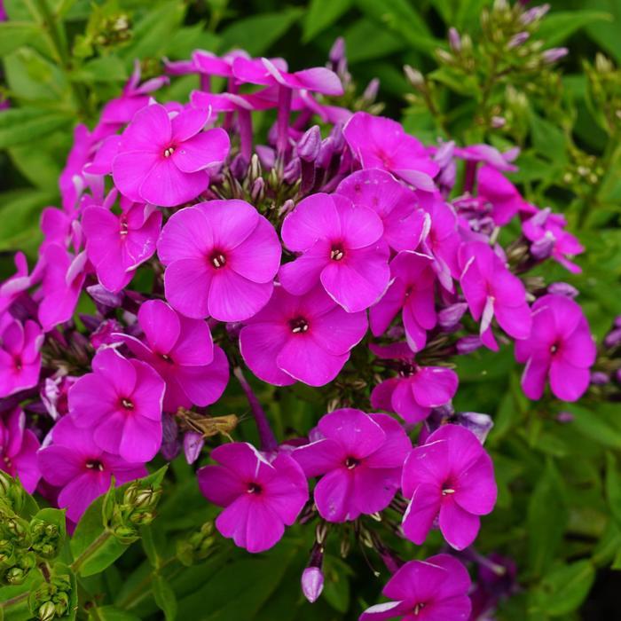 Phlox paniculata Ka-Pow® Purple