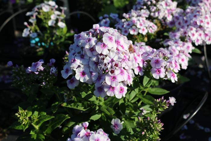 Phlox paniculata Ka-Pow® White Bicolor