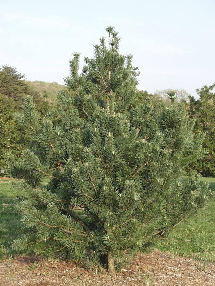 Pinus flexilis Vanderwolf's Pyramid