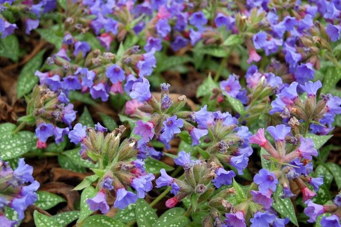 Pulmonaria Trevi Fountain