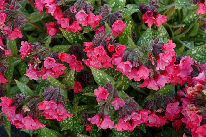 Pulmonaria Shrimps on the Barbie