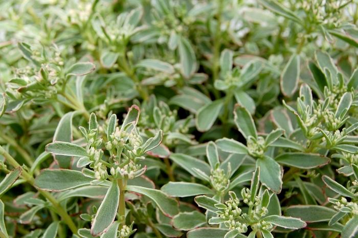 Sedum spurium Tricolor