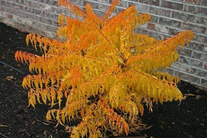 Rhus typhina Tiger Eyes®