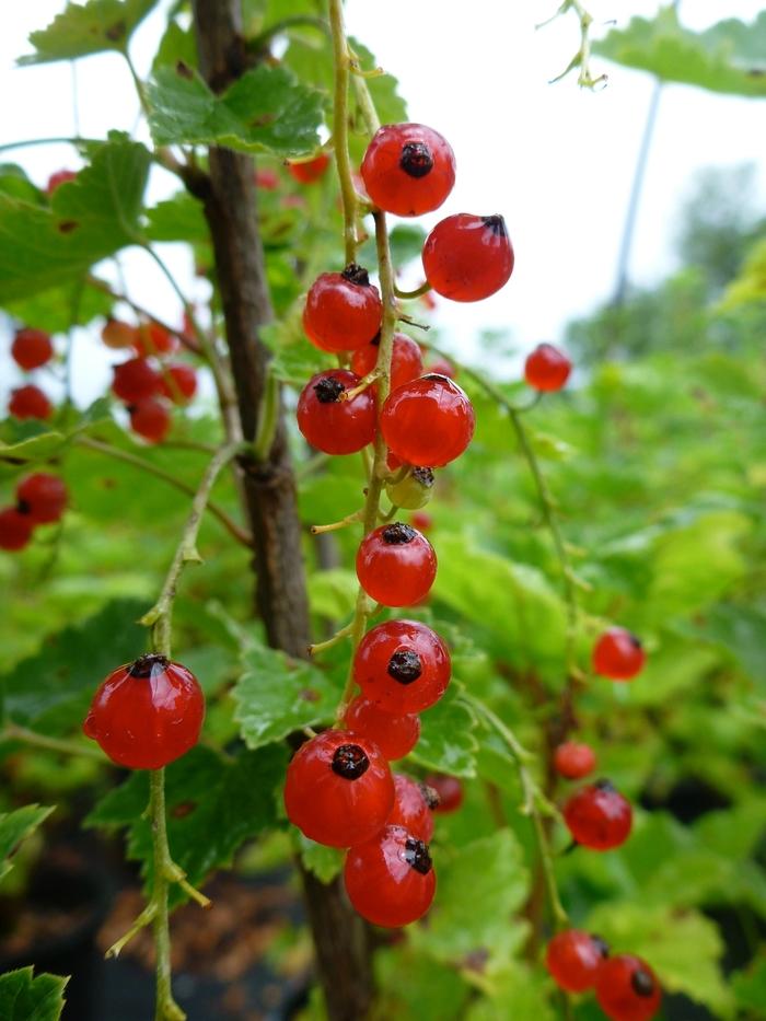 Ribes rubrum Red Lake