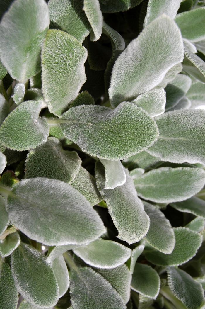 Stachys byzantina Silver Carpet