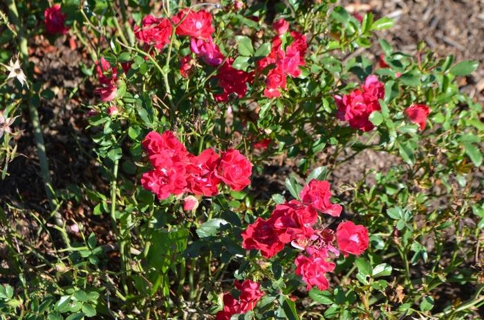 Rosa Red Drift®