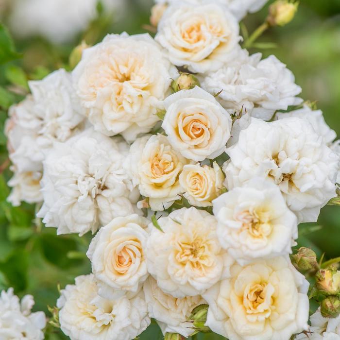 Rosa White Drift®