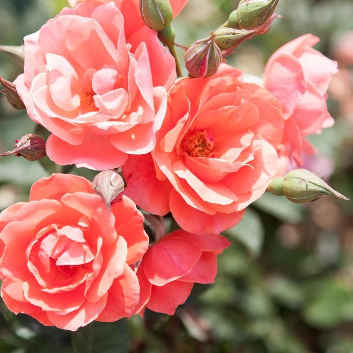 Rosa Knock Out® Coral