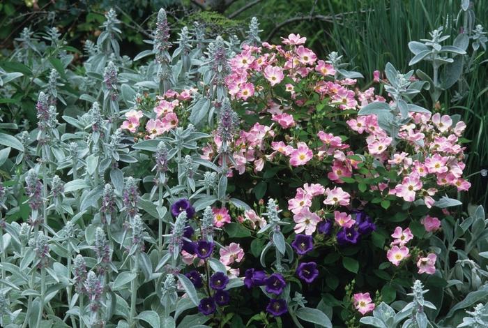 Rosa floribunda Nearly Wild