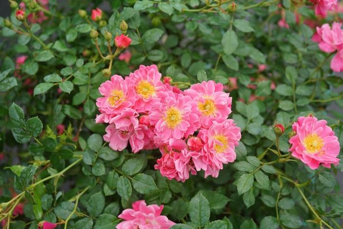 Rosa Oso Easy® Double Pink