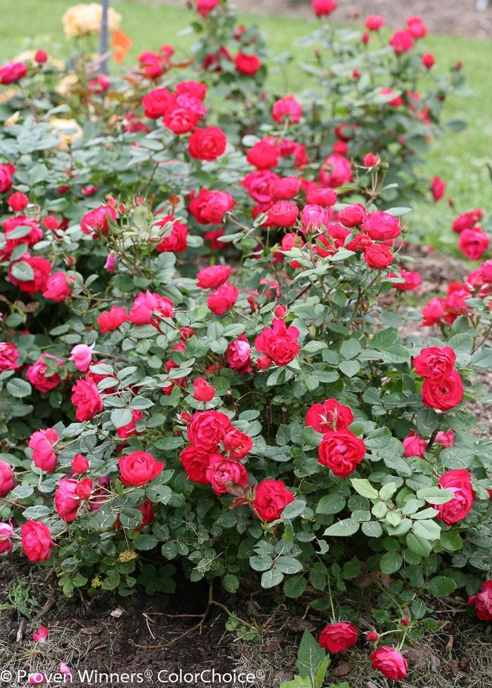 Rosa Oso Easy® Double Red®