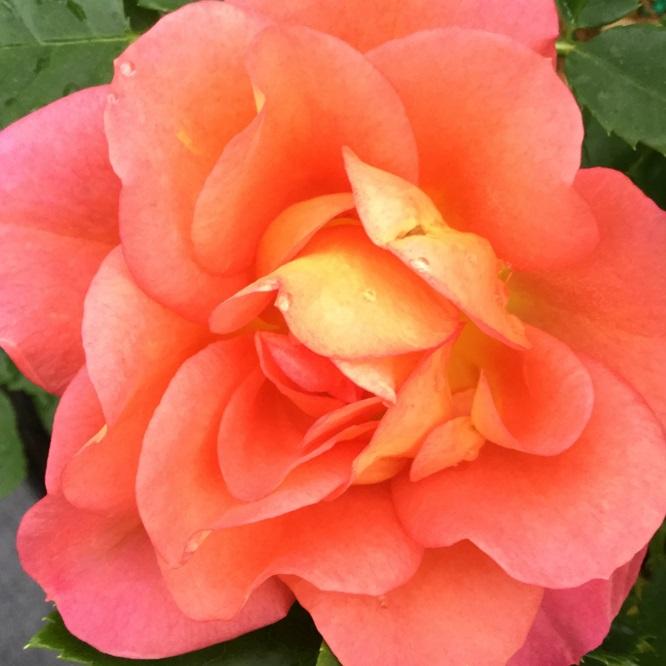 Rosa Rise UpÂ® 'EmberaysÂ®' - EmberaysÂ® Climbing Rose from Willowbrook Nurseries