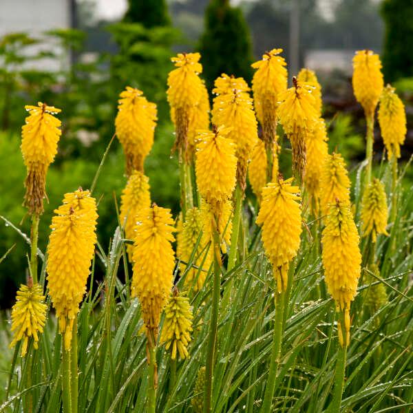 Kniphofia Pyromania™ 'Solar Flare' - Solar Flare Red Hot Poker from Willowbrook Nurseries