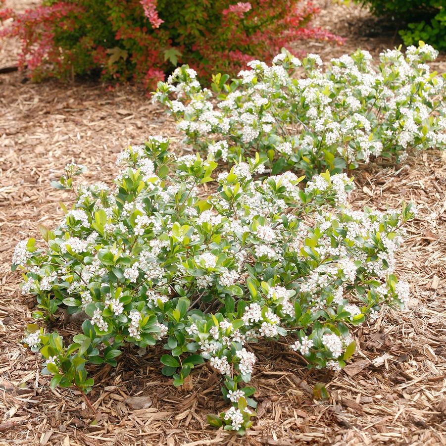 Aronia melanocarpa 'Low Scape Mound®' - Low Scape Mound® Chokeberry from Willowbrook Nurseries