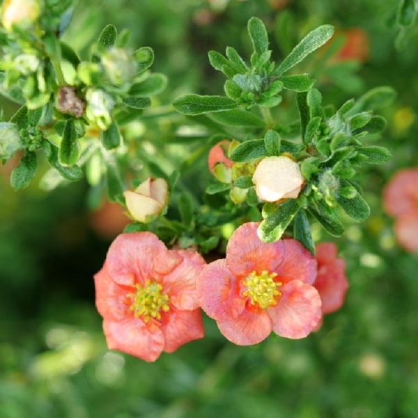 Potentilla fruticosa 'Happy Face®' - Happy Face® Orange Potentilla from Willowbrook Nurseries