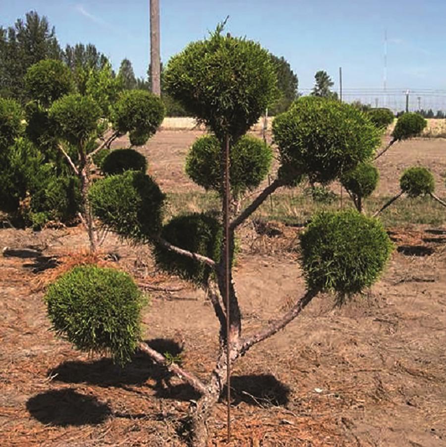 Juniperus chinensis Sea Green-Topiary